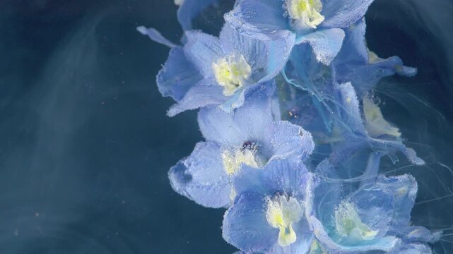 Vertical near-macro view of blue delphinium blossoms along right side, showing pale centers, velvety petals, translucent texture and tiny dewdrops against dark background with soft diffused light