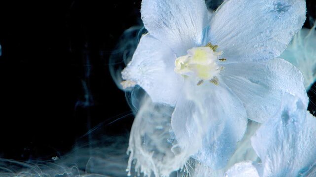 Close macro view of pale blue flower bloom with central pistil, yellow stamens, translucent threadlike filaments, and drifting vapor over deep black background, soft contrast, with flower, bloom