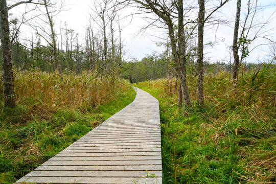 Path through the natural reserve area at the Darss Peninsula, Germany