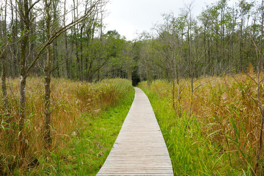 Natural Reserve Darss, Peninsula, Germany wooden Path