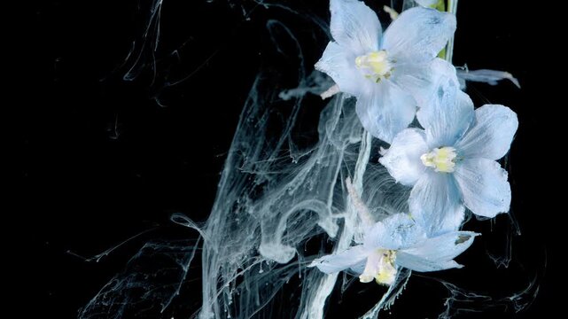 Cluster of pale blue delphinium blossoms on right edge against deep black, with translucent white ink-like plumes, curls, and filaments revealing delicate flowing contrast under soft cool light