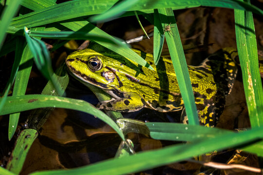 Teichfrosch