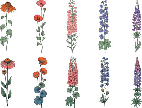Hand drawn vintage wildflower illustration set featuring echinacea poppy delphinium larkspur and lupine isolated on white background