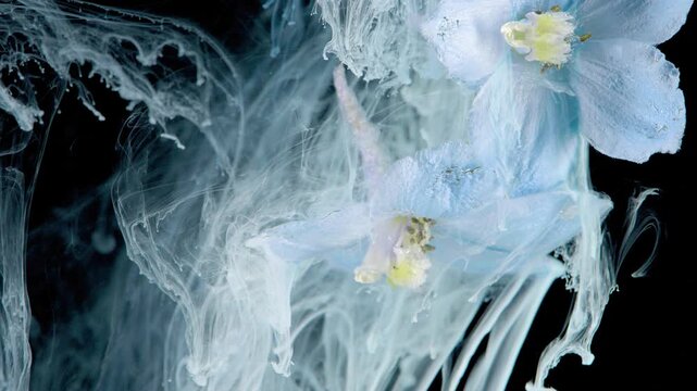 Close macro view of pale blue orchid blossoms drifting through milky white ink in dark liquid against black backdrop, with soft light, fluid movement, delicate texture, and serene artistic contrast