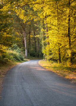 A single lane tarmac road leading into a woodland in summer with yellow foliage in the Dordogne region of France
