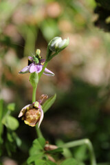 une petite sauterelle sur la fleur © helenedevun