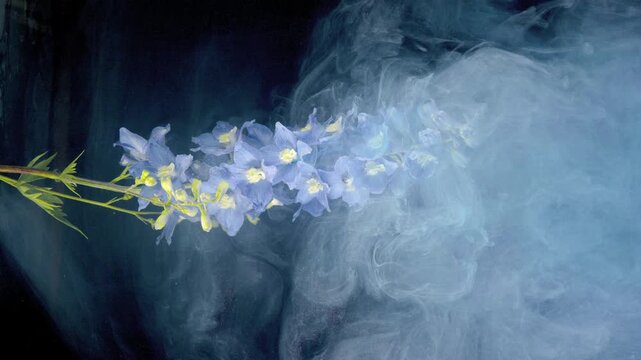 Pale blue delphinium floral spike oriented diagonally from left toward center is progressively enveloped by dense pale blue and white smoke or ink-in-water plumes entering from right