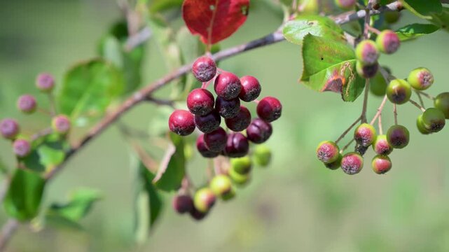Young and nearly ripe aronia berries growing on the shrub. Aronia berries at different ripening stages.