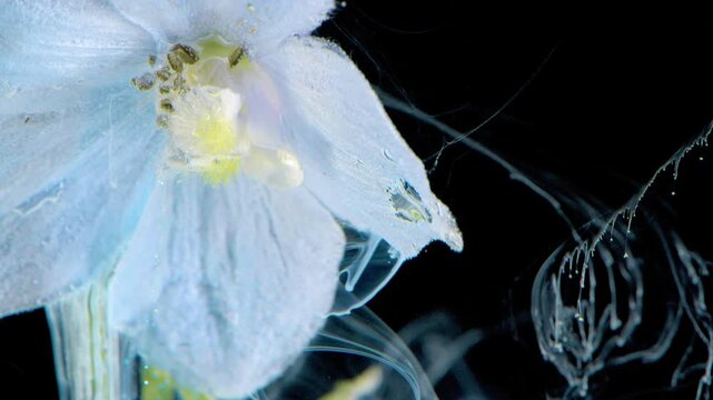 Pale blue petal fills left foreground in extreme macro, where tiny droplets, translucent veins, and fine filaments create gentle flowing texture against deep black background, with flower, petal