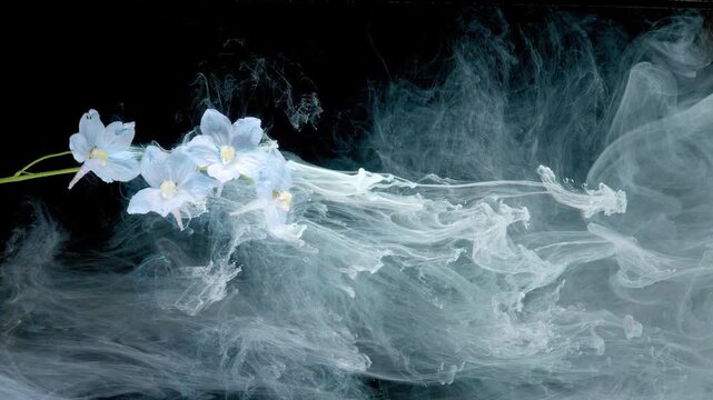 Panoramic studio scene shows pale blue delphinium cluster on slender green stems against deep black background while white ink plumes drift outward, creating delicate contrast, airy texture, and