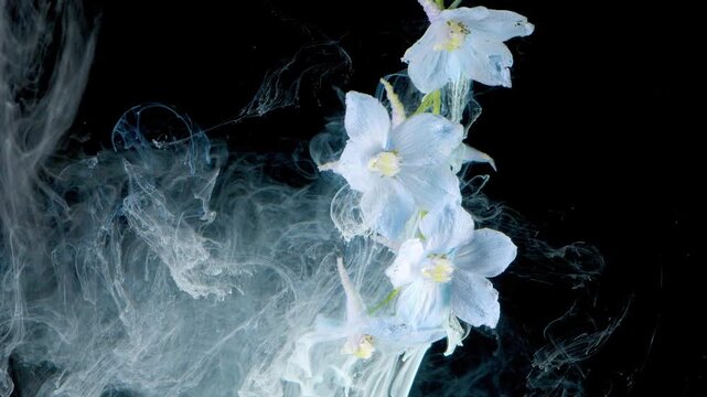 Vertical cluster of pale blue delphinium blossoms on slender green stem, opening through translucent white and cyan ink plumes against deep black studio backdrop, with soft light, fine petal veins