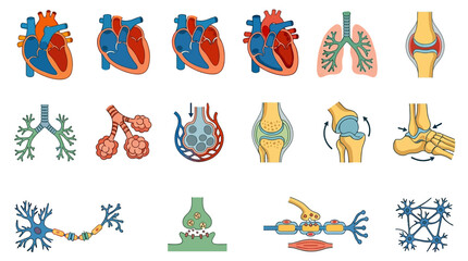 Obraz premium Human Body Organs Medical Illustration.