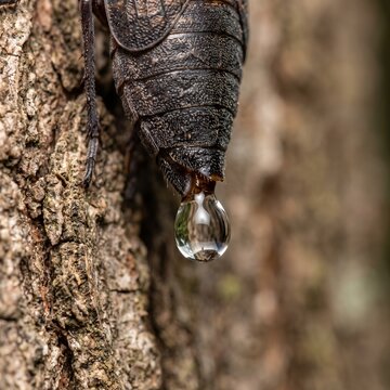 Macro of fulgoridae excreting honeydew droplet on tree bark
