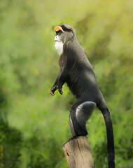 Alert De Brazza monkey standing upright on wooden post against lush green forest background, distinct orange brow and white beard for wildlife conservation, zoology, and exotic travel concepts. © myschka79