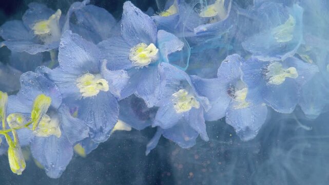 Close macro motion shows blue delphinium blossoms drifting through pale cyan mist above gently moving water, with translucent petals, droplets, soft reflections, and calm botanical mood