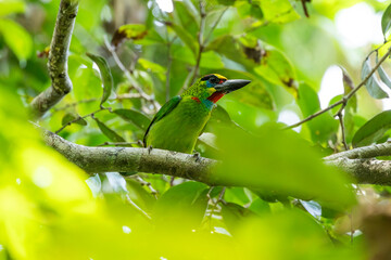 Obraz premium Red throated Barbet