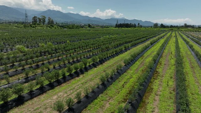 aerial drone shot overlooking a massive agricultural plantation of organic blueberries. The video highlights the modern farming technique, showcasing long, systematic rows of young green bushes