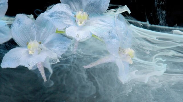 Close-up scene of three pale blue orchids with yellow centers floating above swirling translucent liquid, creating soft reflections, gentle plumes, and elegant botanical movement over dark background
