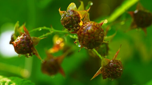 close-up reveals unripe raspberries in deep burgundy tones. water droplets glisten on textured drupelets and serrated green leaves, set against softly blurred verdant backdrop