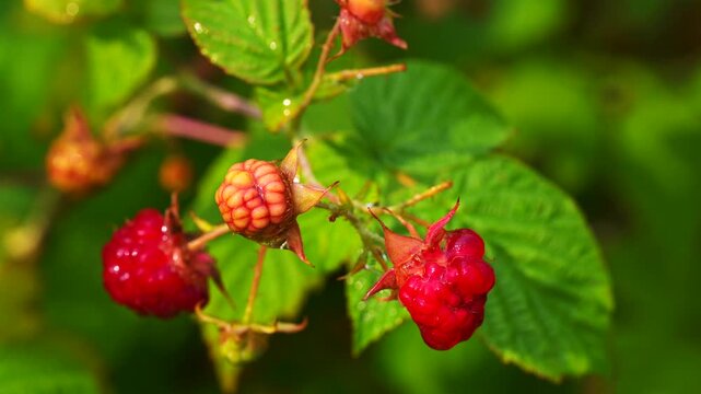 macro shot captures ripe and unripe raspberries on branch: deep‑red glossy drupelets contrast with amber‑hued unripe fruit. textured green leaves and dried sepals frame berries