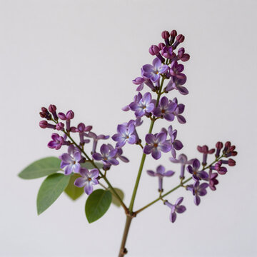 Minimalist Pepper Japan. Vitex Agnus Castus, Known As Chasteberry And Monk'S Pepper, Is An Herbal Remedy Derived From The Lilac-Colored Chastetree