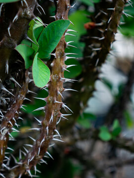 Closeup sharp thorns and spines on crown of thorns Euphorbia milii stem macro detail texture dangerous tropical plant