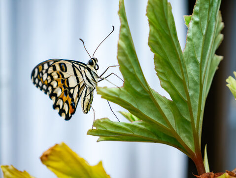 Lime swallowtail butterfly resting on serrated tropical leaf with clean white background and sharp wing detail macro photography