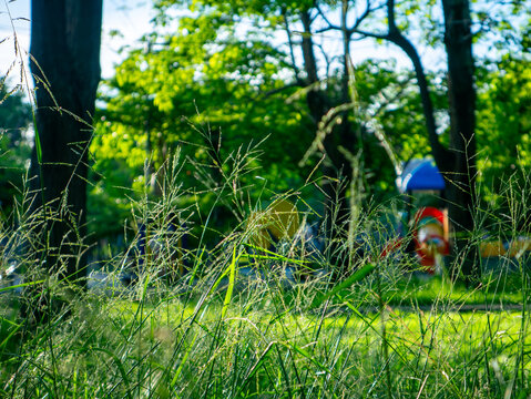 Wild grass seed stalks in foreground with blurred green park trees playground and people in background on sunny day