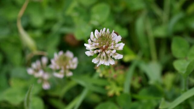 Honey bee worker foraging on white clover flower in a green summer meadow
