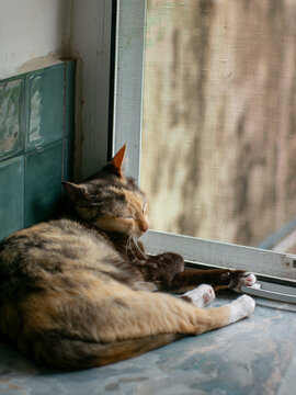 Calico Cat Resting on Window Ledge with Green Tile Wall and Screen Bokeh Background