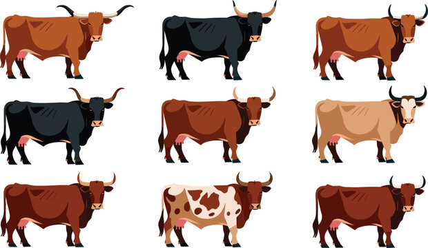 Cow breed vector illustration collection featuring dairy and beef cattle profiles including Texas Longhorn, black Angus, brown Swiss, and spotted Holstein dairy cows.