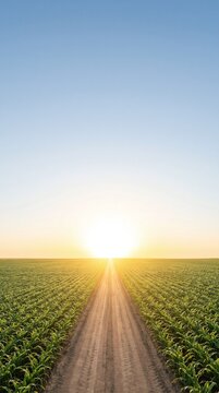 A dirt road leads through a vast green cornfield towards a bright setting sun under a clear blue sky