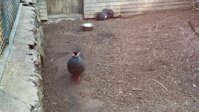 Blue eared pheasant walking and jumping on stone border in aviary