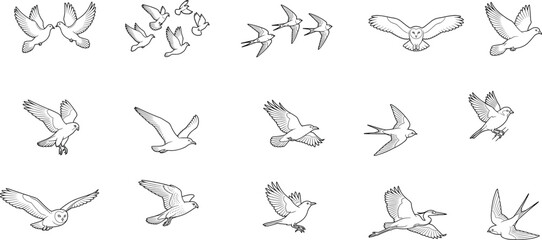 Obraz premium Birds in flight line drawings showing diverse species and wing positions for artistic and educational use