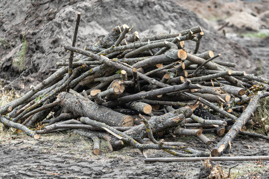 Workers have cut down trees at a construction site. Logs are piled up on the ground and the area shows signs of recent activity