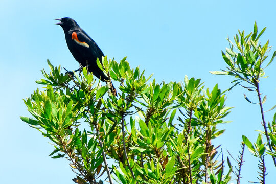 Red-winged blackbird at treetop