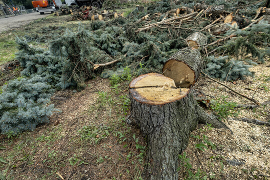 Workers are cutting down trees at a construction site. Logs are left on the ground along with branches and debris. Equipment is visible in the background