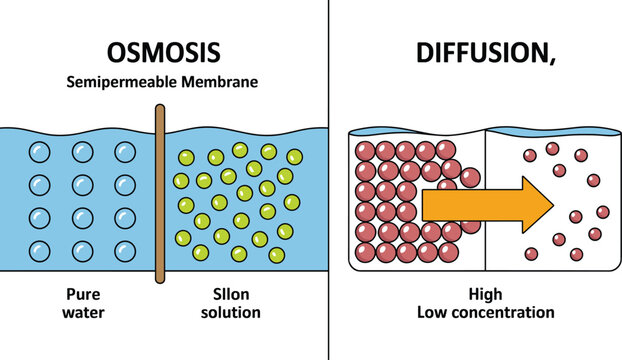 Osmosis and diffusion comparison diagram showing semipermeable membrane, water movement, solute concentration, and particle transport for biology education vector illustration