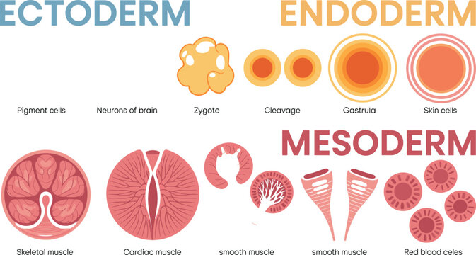 Human embryonic germ layers diagram showing ectoderm, endoderm, mesoderm, zygote, gastrula, muscle cells, and blood cells vector illustration
