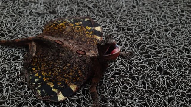 Close-up of a flying lizard (Draco sp.) displaying its colorful patagium while resting on a textured surface. Unique gliding reptile native to Southeast Asia and tropical forests.