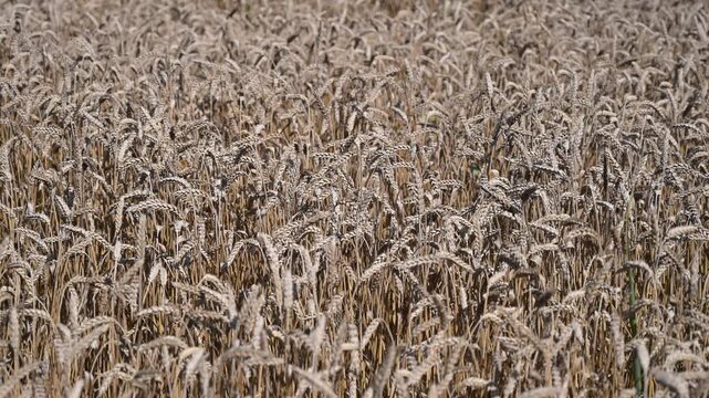 Wheat field in summer. Yellow ripening ears of wheat ready for harvest. Cereals.