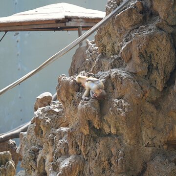 playful young monkey on the rocks, upside down monkey holding on the rockwork in the zoo