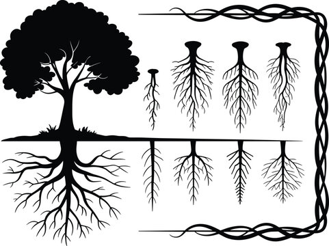 Tree silhouette vector set with underground root systems and different root type variations for botanical design