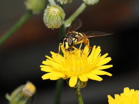 Mosca cern&iacute;calo (Syrphidae) con un asombroso mimetismo de avispa sobre una flor amarilla. Destacan sus grandes ojos oscuros, sus antenas negras orientadas al frente y su abdomen rayado.