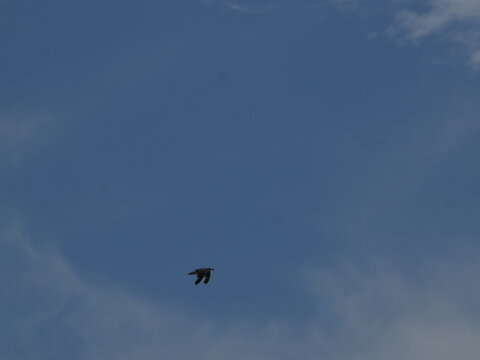 Ave (gaviota, familia Laridae) en pleno vuelo lejano recortada de perfil contra un cielo azulado con nubes tenues.