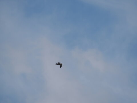 Ave (gaviota, familia Laridae) en pleno vuelo lejano recortada de perfil contra un cielo azulado con nubes tenues.