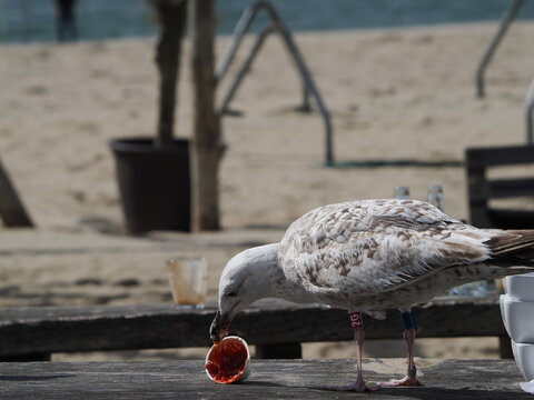 Gaviota inmadura de plumaje moteado en tonos pardos, grises y blancos, con cabeza clara ligeramente estriada, pico robusto de tonalidad oscura y patas de color rosa p&aacute;lido.