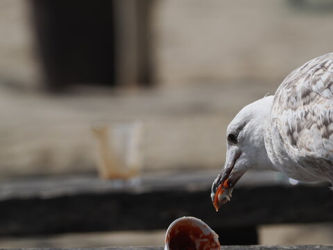 Gaviota inmadura de plumaje moteado en tonos pardos, grises y blancos, con cabeza clara ligeramente estriada, pico robusto de tonalidad oscura y patas de color rosa p&aacute;lido.