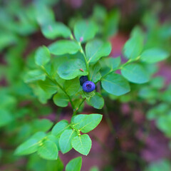 close up of blueberries © jindrich