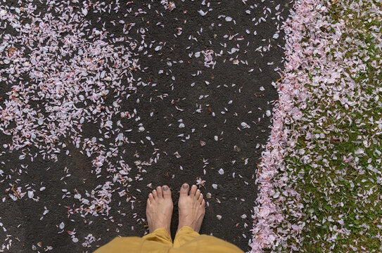 Cherry blossom petals feet
